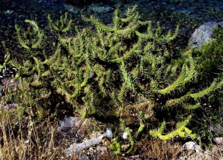 Austrocylindropuntia subulata / Opunzia subulata